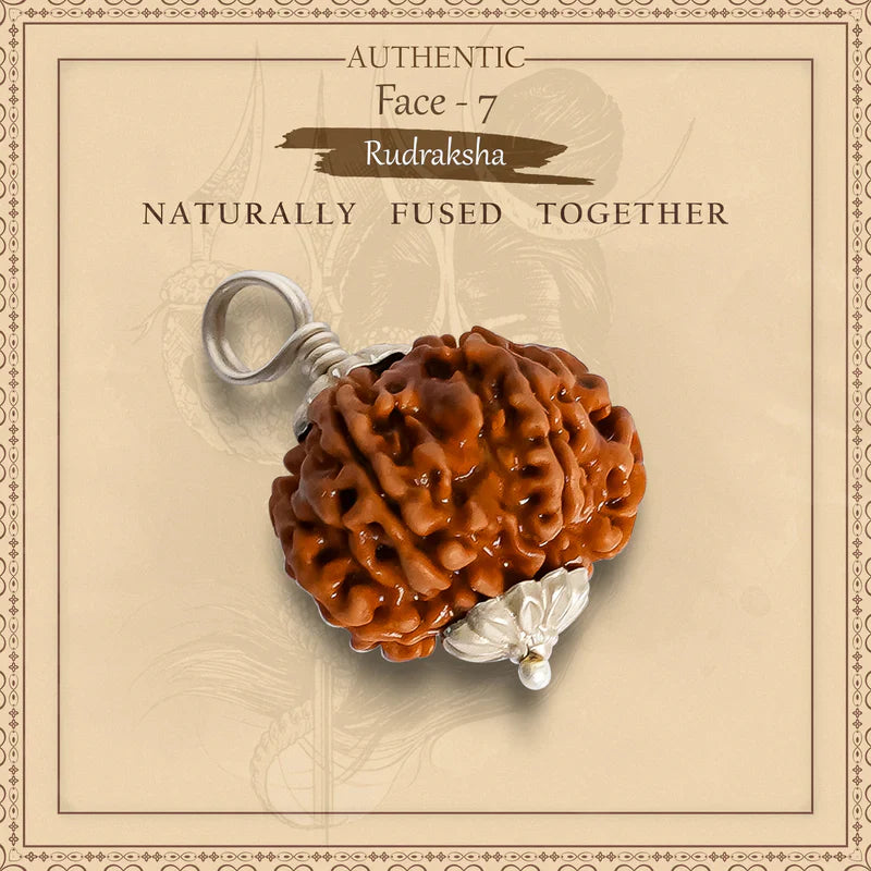 7 Mukhi Nepali Rudraksh