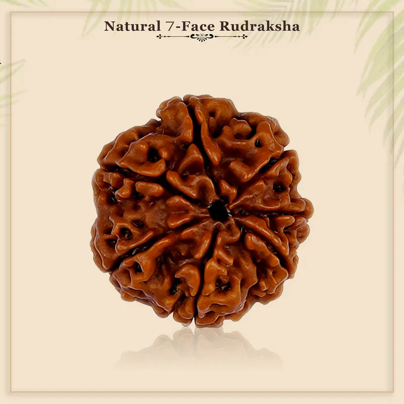 7 Mukhi Nepali Rudraksh