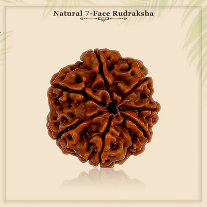 7 Mukhi Nepali Rudraksh