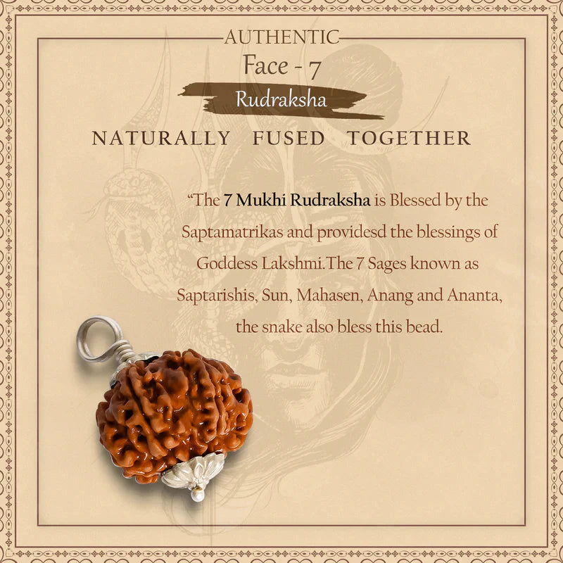 7 Mukhi Nepali Rudraksh